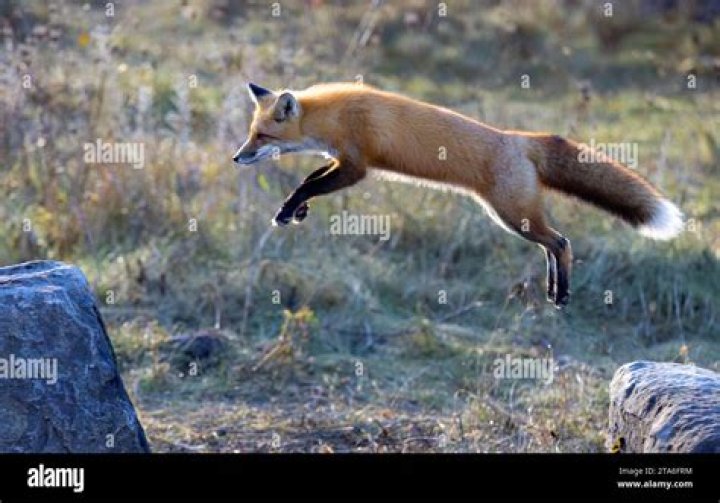 A red fox jumping across a creek.