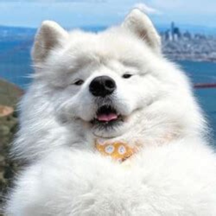 Boomer the Land Cloud Net Worth