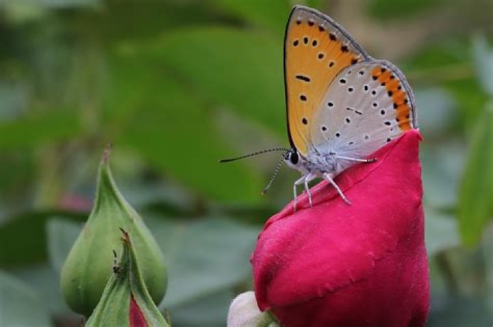 Butterfly Rose