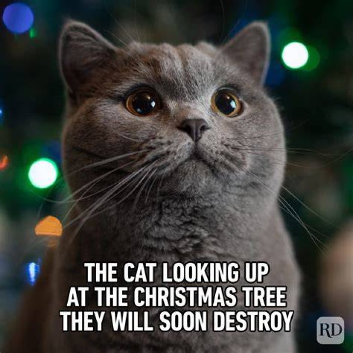 Christmas memes