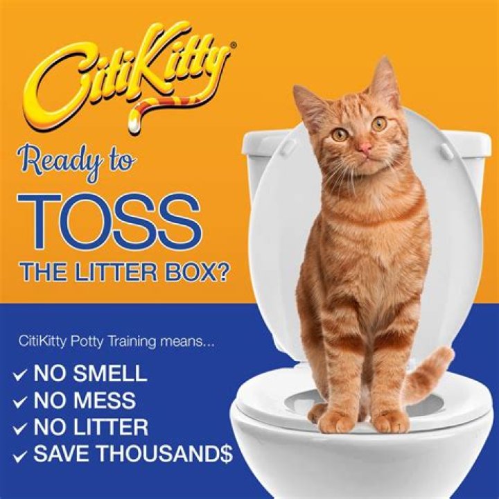 CitiKitty sales boost