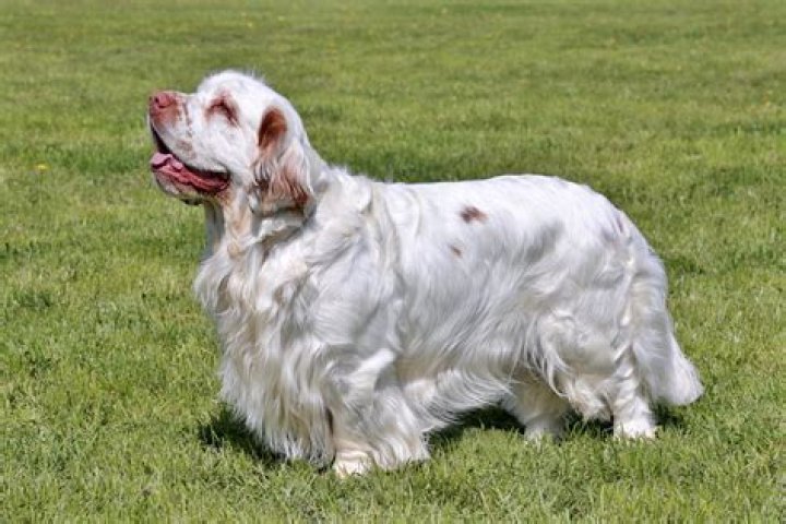 Clumber Spaniel's Photo