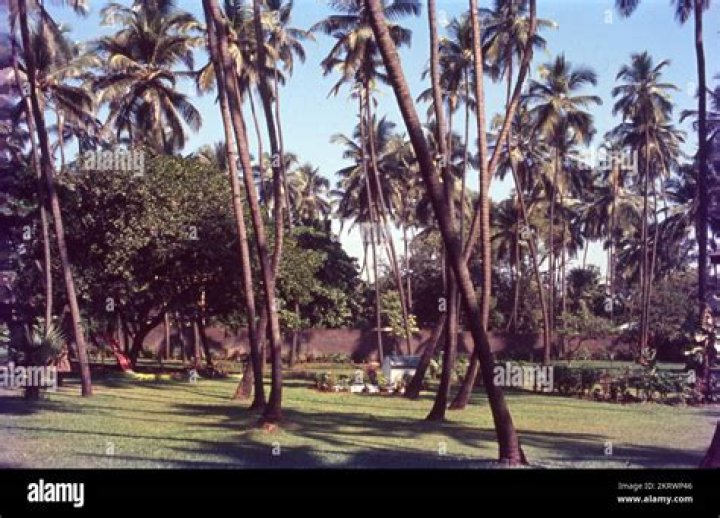 coconut