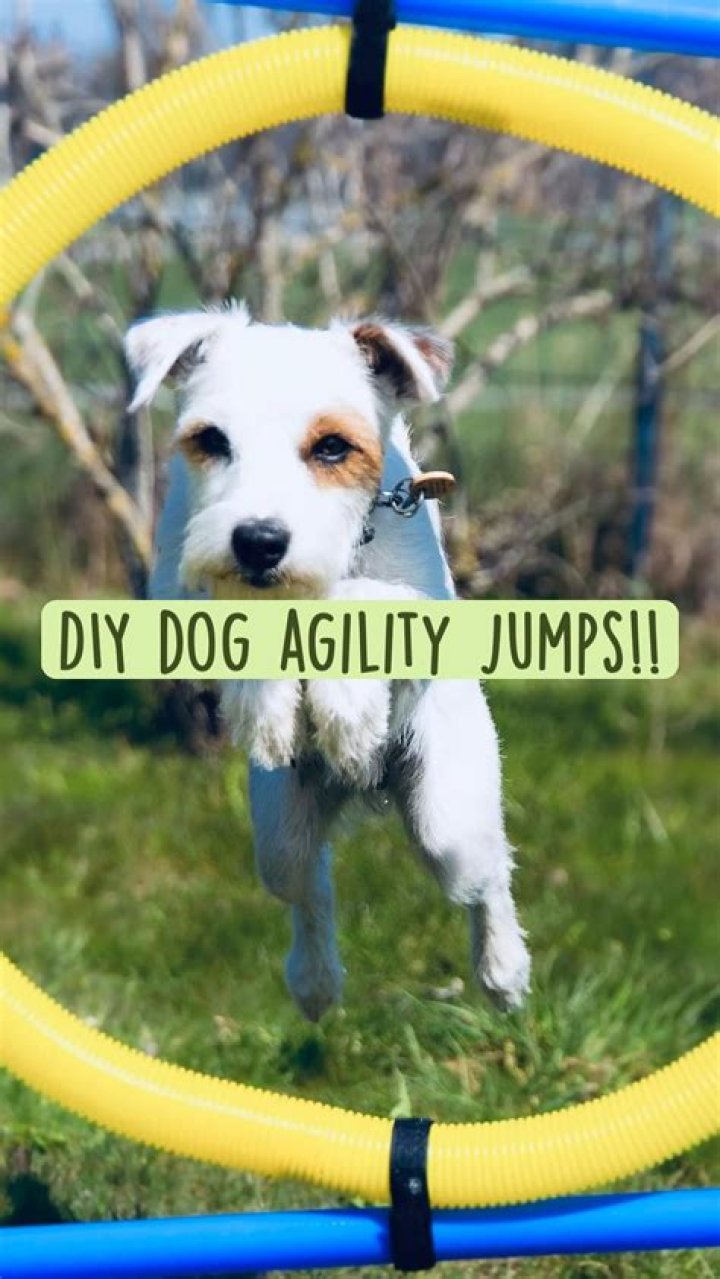 Creative Tipping Options for Dog Groomers