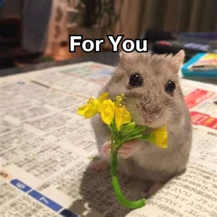 cute meme