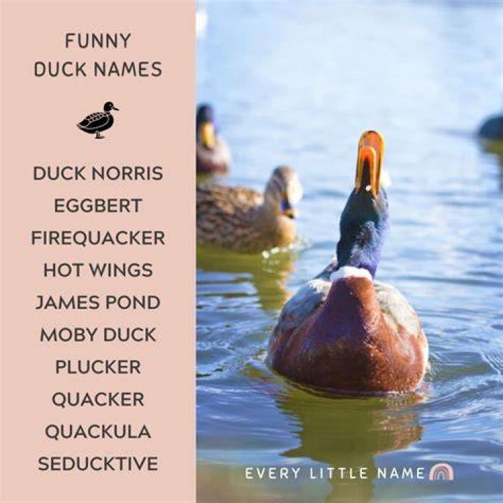 Funny duck names