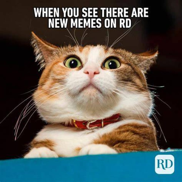 hilarious meme for you to share