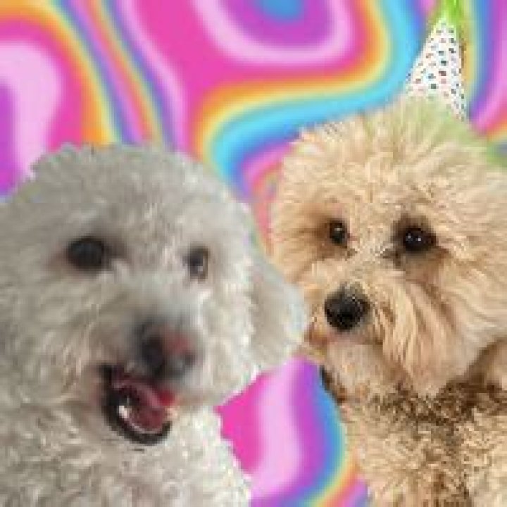 Selena-Dogs