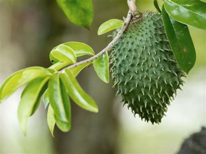 Soursop fruit