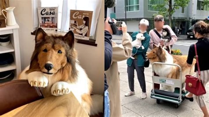 Toco The Human Dog Surgery before and after